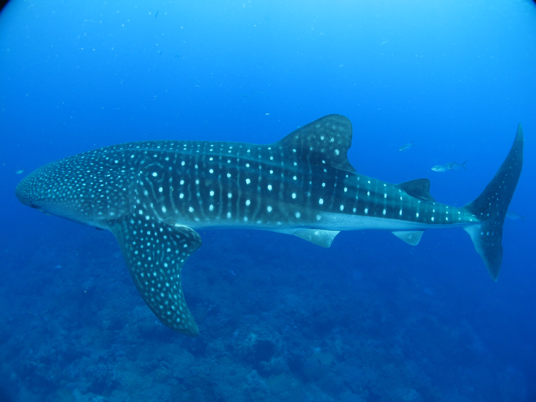 Un tiburón ballena de perfil nada bajo el agua; se ven sus manchas blancas y las hendiduras branquiales.